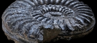 Ammonite