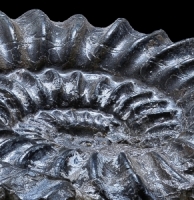 Ammonite