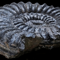 Ammonite5©PhilippeMartin_MD